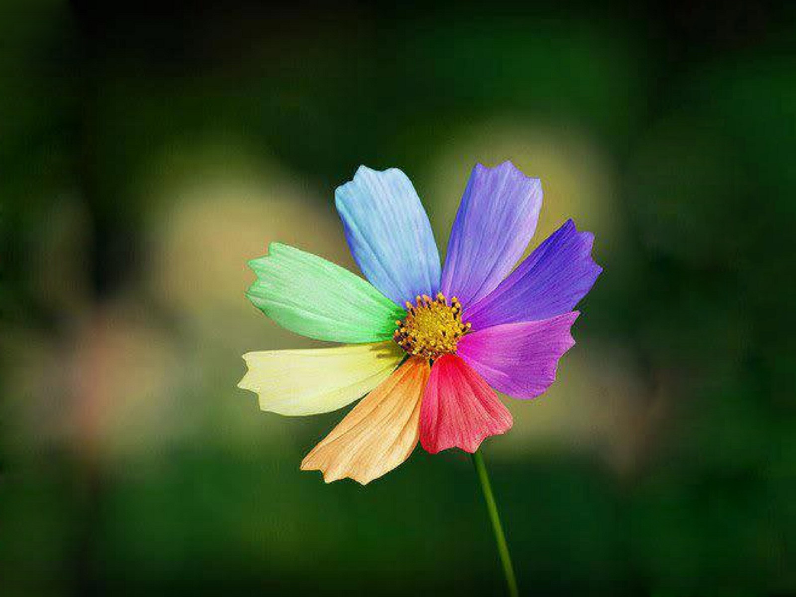 Colorful Flower Wallpaper Free Download 