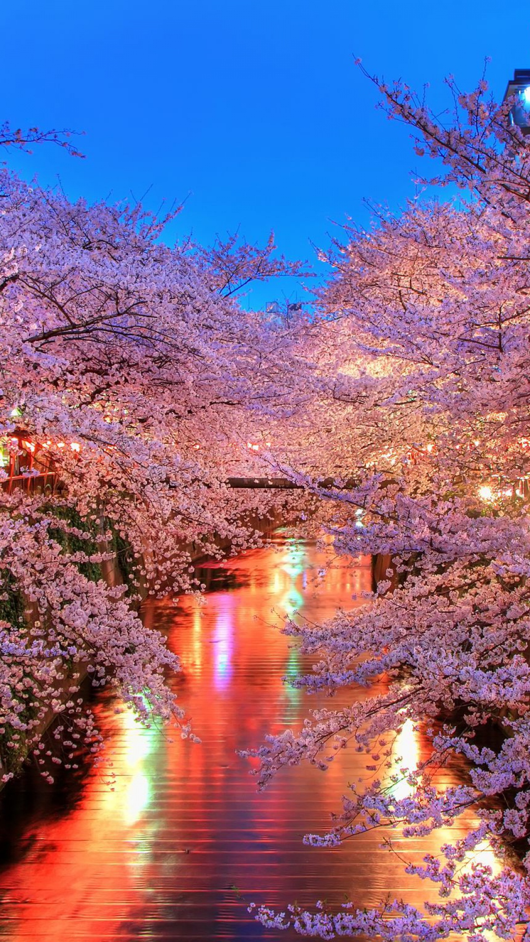Cherry Blossom iPhone HD Wallpaper | PixelsTalk.Net