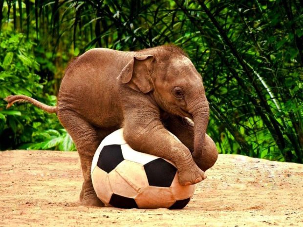 Cute Baby Elephant Background.