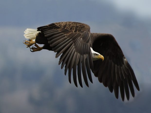 Download American Eagle Image.