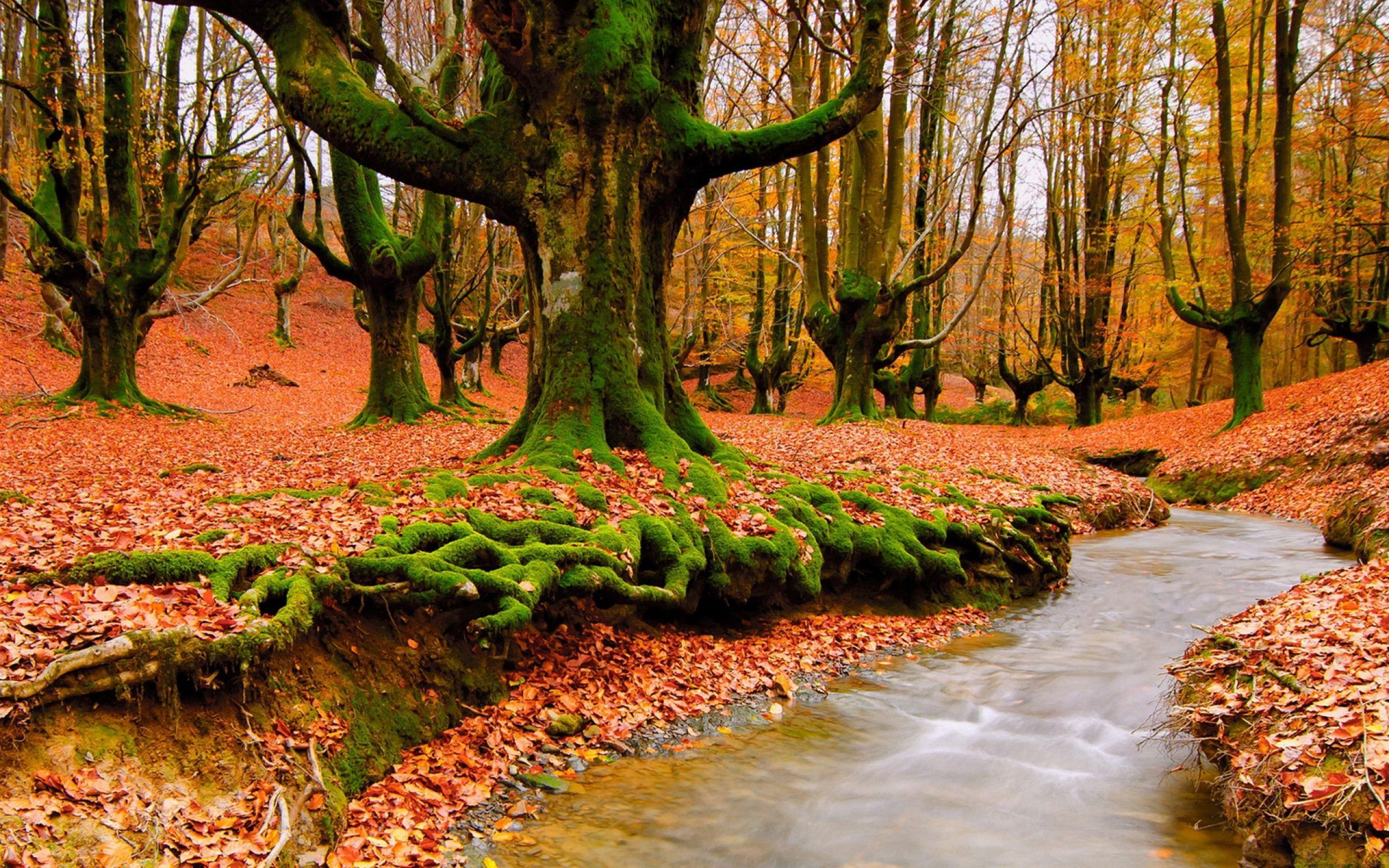 природа река листья осень лес деревья бесплатно