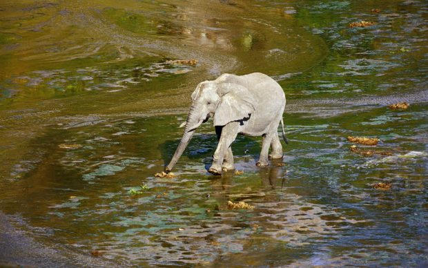 Download Baby Elephant Image.