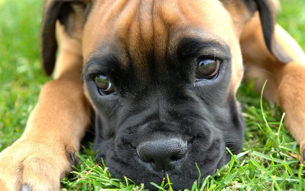 Download Boxer Dog Picture.