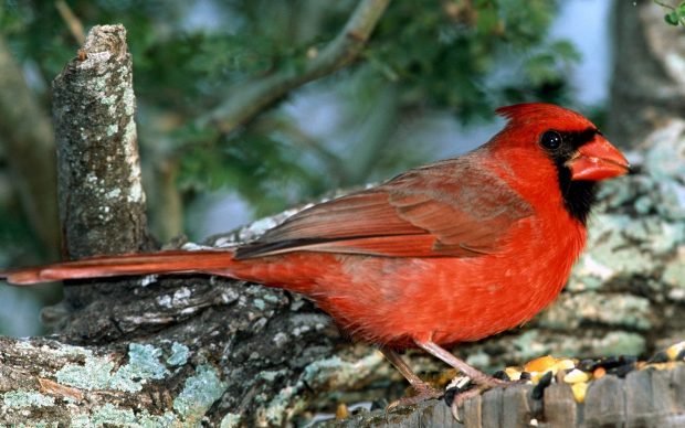 Download Cardinal Photo.