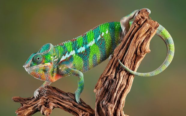 Panther Chameleon