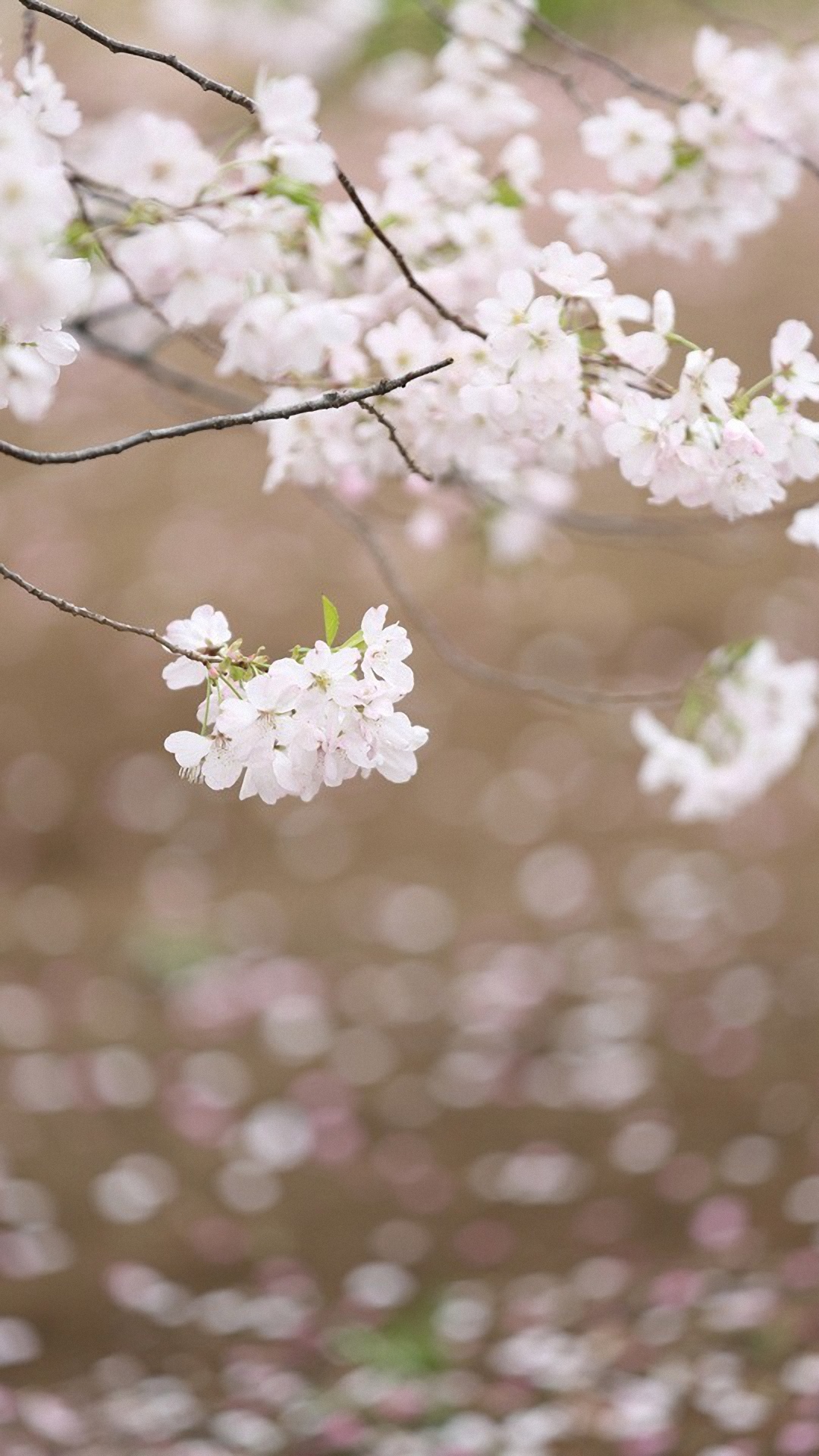 Cherry Blossom Iphone Hd Wallpaper Pixelstalknet