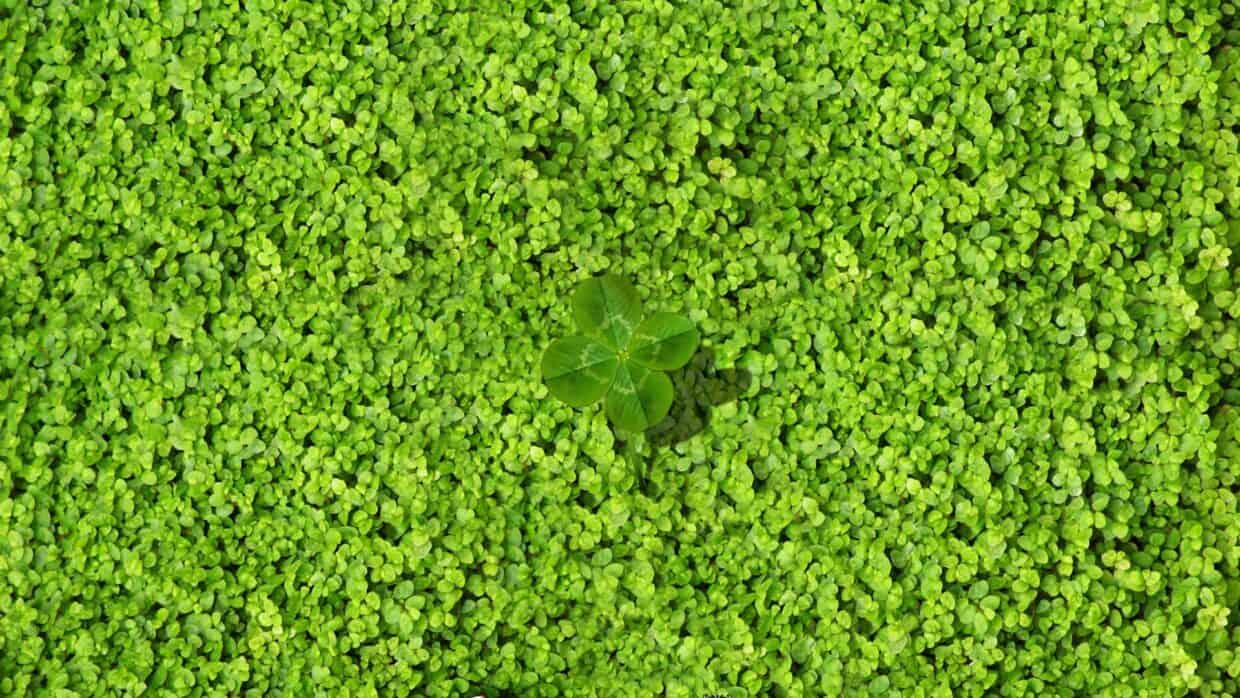 Clover Desktop Background - PixelsTalk