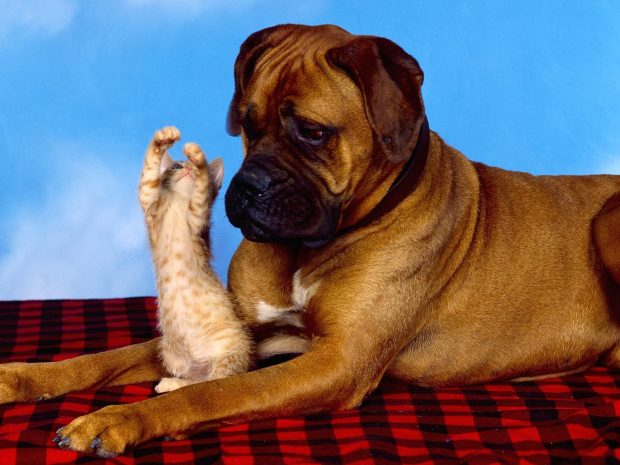 Download Free Boxer Dog Wallpaper.