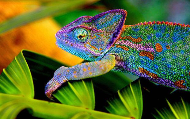 Download Free Chameleon Wallpaper.