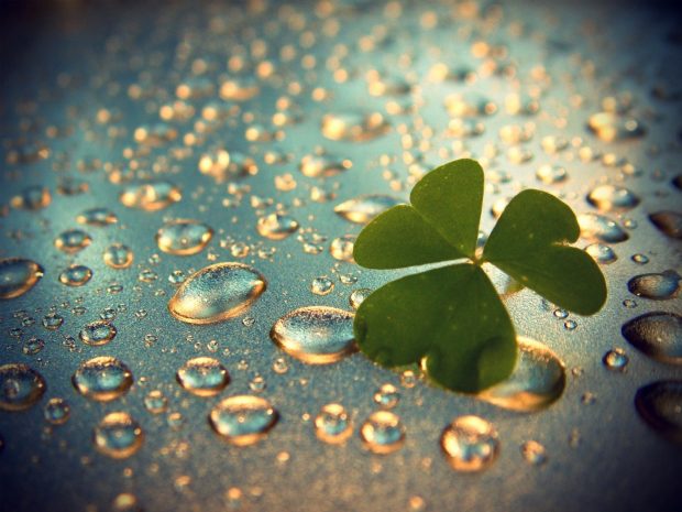 Download Free Clover Wallpaper.