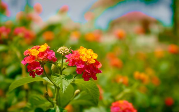 Download Free Colorful Flower Wallpaper.