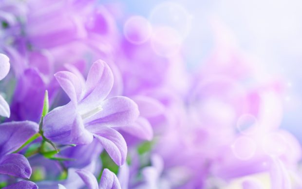 Download Free Wallpaper Flowers Background.