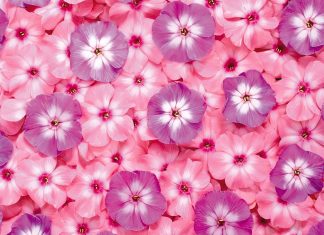 Download Wallpaper Flowers Photo.