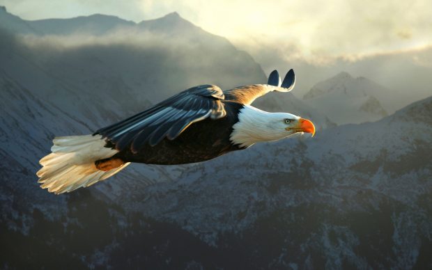 Free American Eagle Picture.