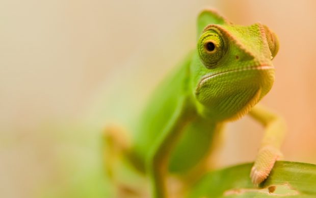 Free Chameleon Image.