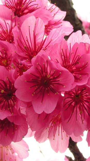 Free Cherry Blossom iPhone Image.