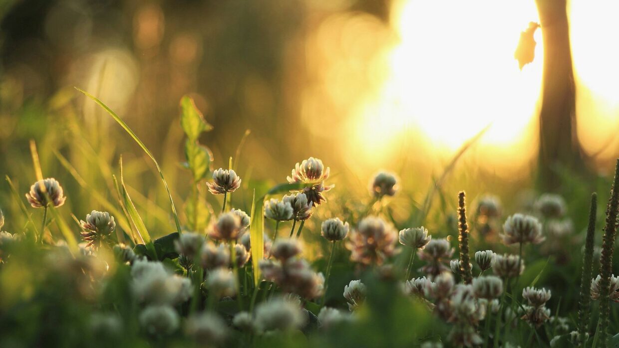 Clover Desktop Background - PixelsTalk