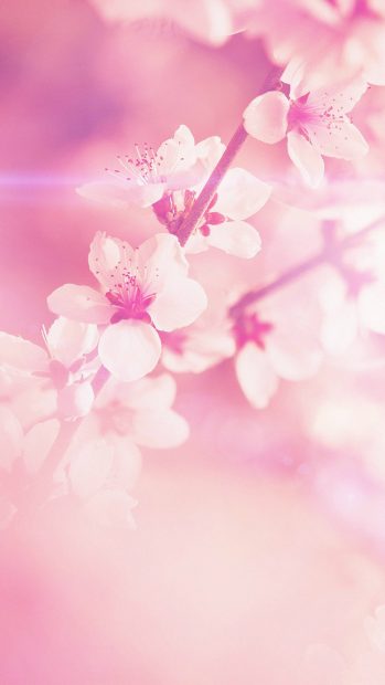 Free Download Cherry Blossom iPhone Wallpaper.