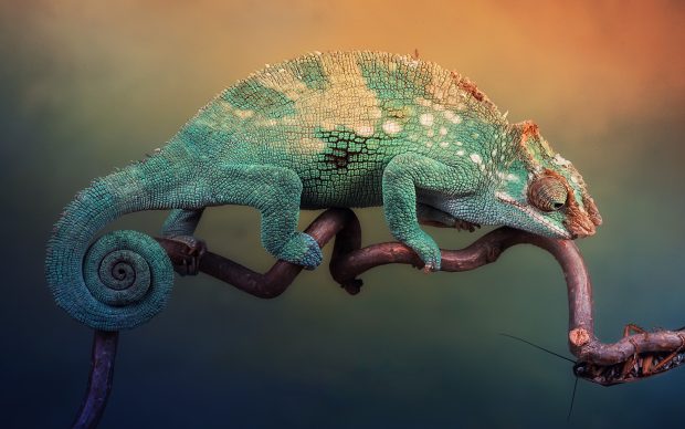 HD Chameleon Wallpaper.