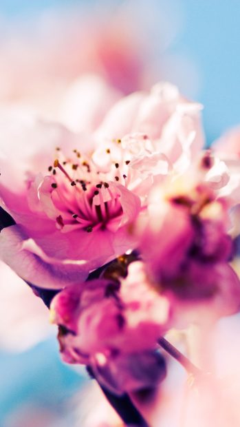 HD Cherry Blossom iPhone Wallpaper.