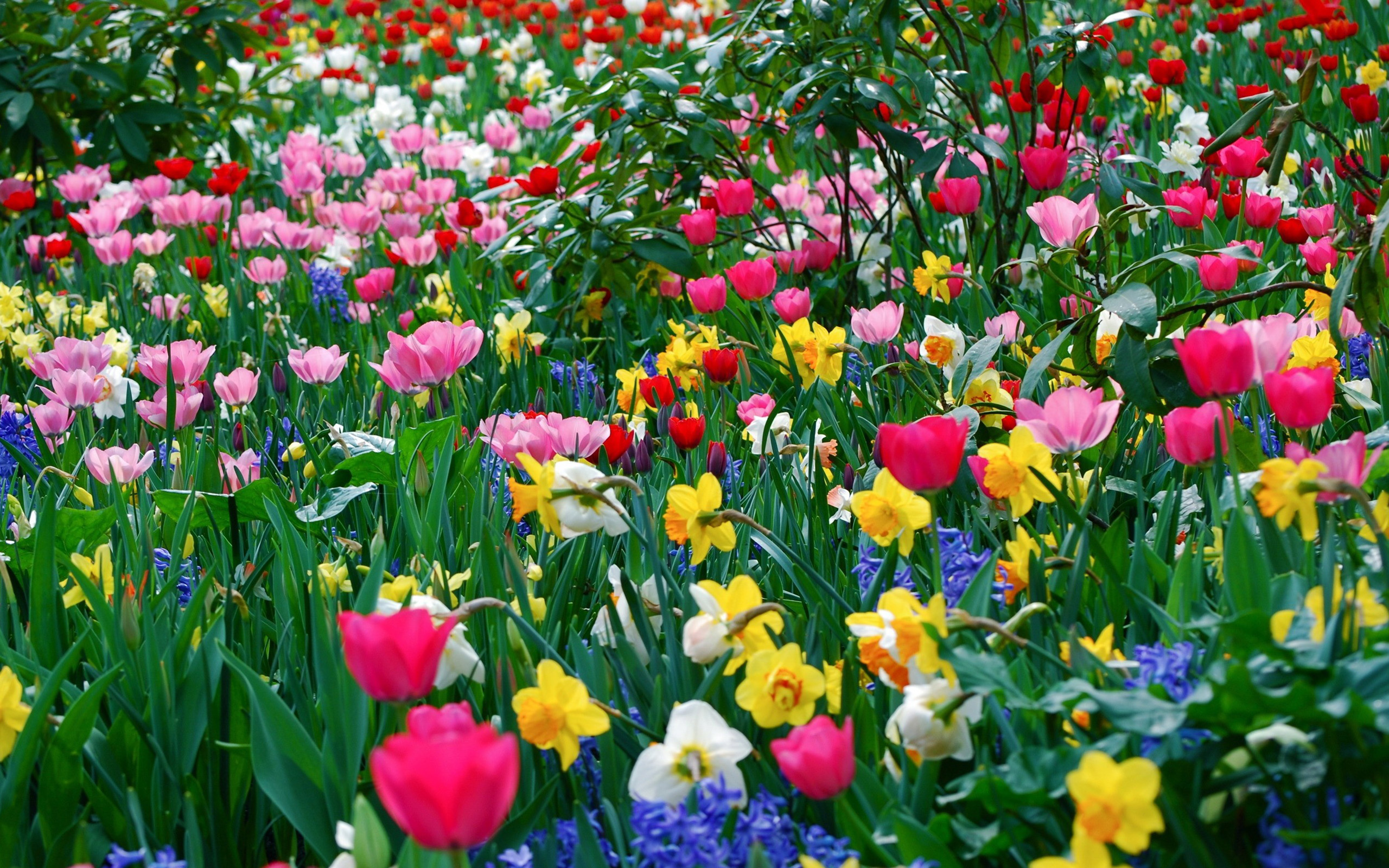 「colorful flowers」的圖片搜尋結果