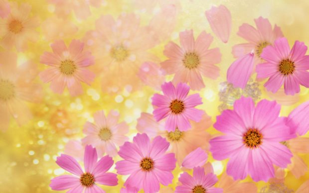 HD Wallpaper Flowers Background.