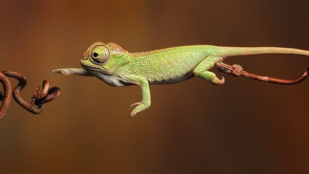 Hi Res Chameleon 1920x1080.