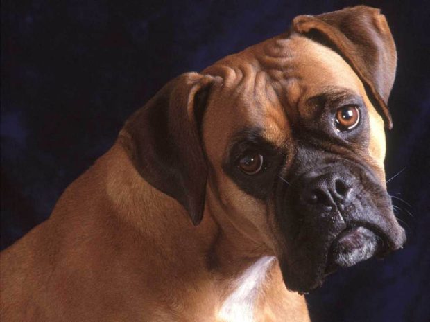 Image of Boxer Dog.