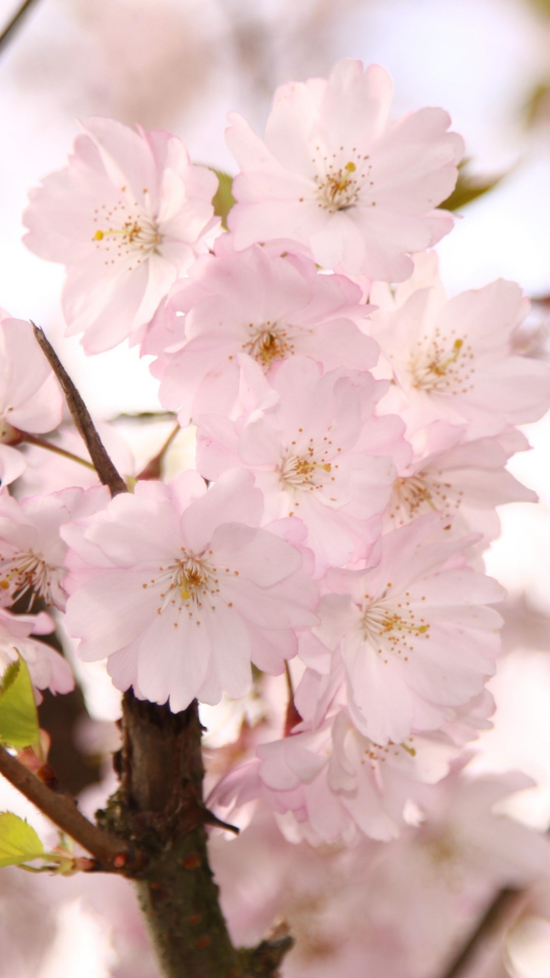 Cherry Blossom iPhone HD Wallpaper | PixelsTalk.Net