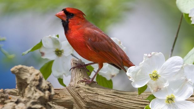 Picture of Cardinal.