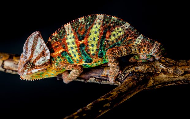 Picture of Chameleon.