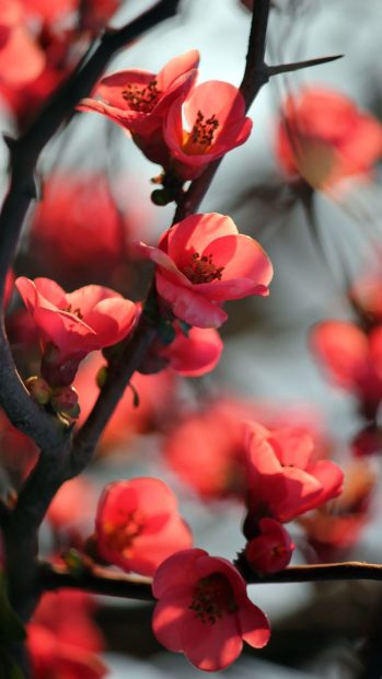 Red Cherry Blossom iPhone Background Free Download.