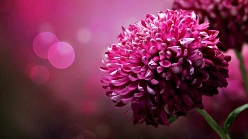 Wallpaper Flowers Background - PixelsTalk