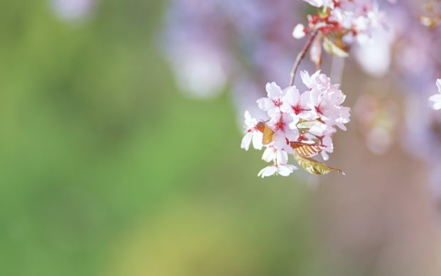 Wallpaper Flowers Widescreen Background.