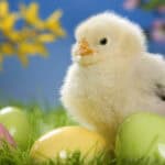 Easter Wallpaper HD Collection 32