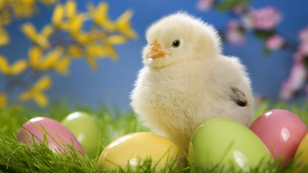 Easter Wallpaper HD Collection 32