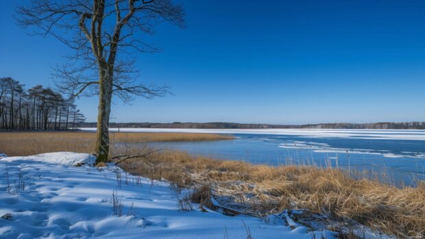 Winter nature scene with snow covered ground and bare trees by frozen lake