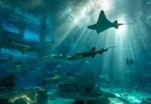 4k aquarium wallpaper capturing wide view of large marine aquarium with sharks and stingrays.