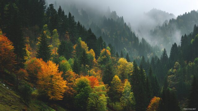 Best Wallpaper Free Download, A Lush Green Forest During Autumn, Showcasing The Vibrant Colors Of Changing Leaves In High Resolution