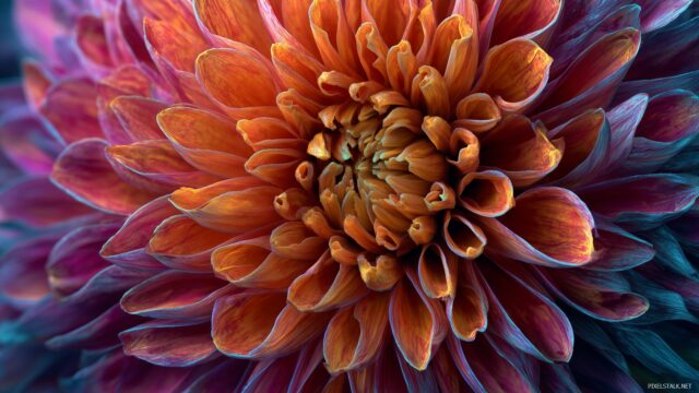 Best High Resolution Wallpaper, An Artistic Close Up Of A Blooming Flower, Highlighting Intricate Petal Details And Vivid Colors