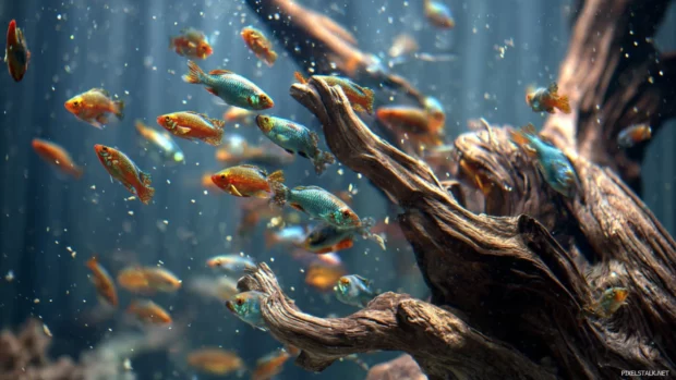 Live aquarium wallpaper portraying animated colorful fish gently swimming around driftwood branches.