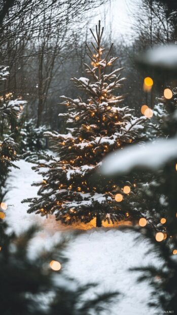 Snow covered pine tree decorated with glowing Christmas lights in winter forest
