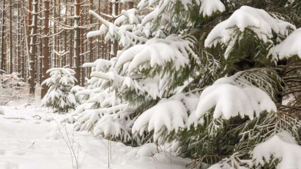 Snow covered fir trees in winter forest landscape under cold sky