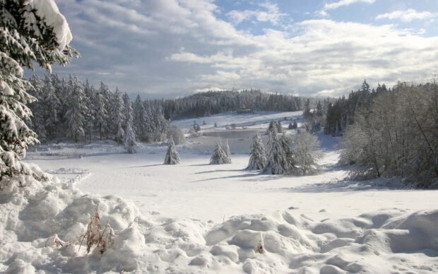Snow covered trees in a winter wonderland with a frozen lake in the background