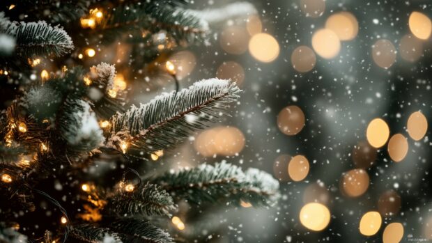 Frosted pine branches with Christmas lights glowing in a snowy winter scene