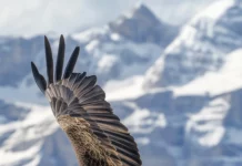 A bald eagle flying across the vertical frame with mountain peaks below.