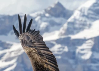 A bald eagle flying across the vertical frame with mountain peaks below.