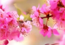 A beautiful iridescent hummingbird flying through falling petals in slow motion.
