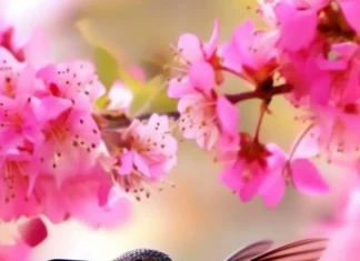A beautiful iridescent hummingbird flying through falling petals in slow motion.
