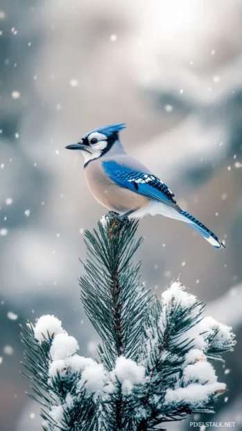 A blue jay perched on a tall pine branch in the snow, bright feathers contrasting the white landscape.